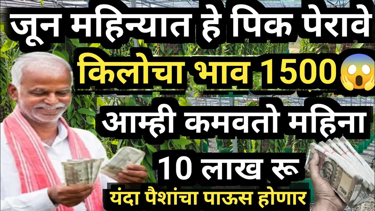 ही पिके शेतात पेरल्यानंतर तुमच्या शेतामध्ये भरघोस उत्पन्न दोन महिन्यात मिळणार आहे लगेच हे पीक पे