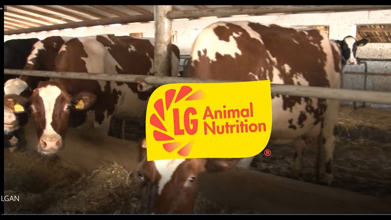 Limagrain animal nutrition vrhunski silažni hibridi kukuruza