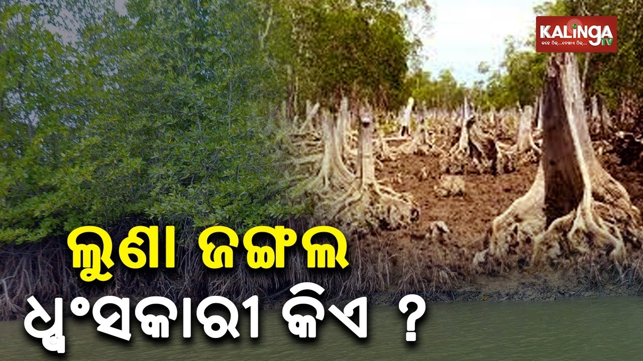 Reporter Special: How Safe Are Mangrove Forests In Coastal Regions Of Kendrapara Dist || KalingaTV