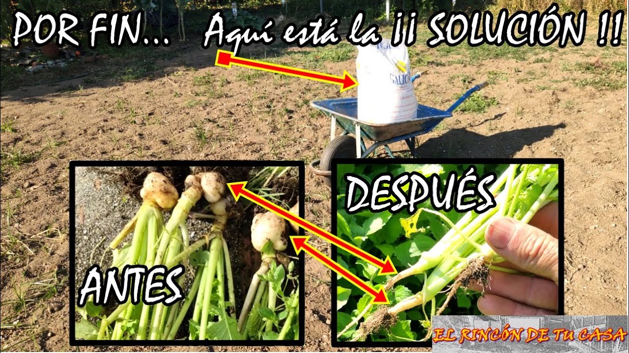SOLUCIÓN contra la HERNIA de la COL