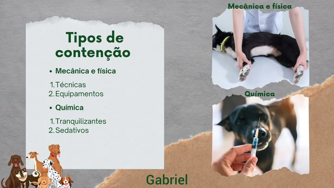 Contenção química e física de cães
