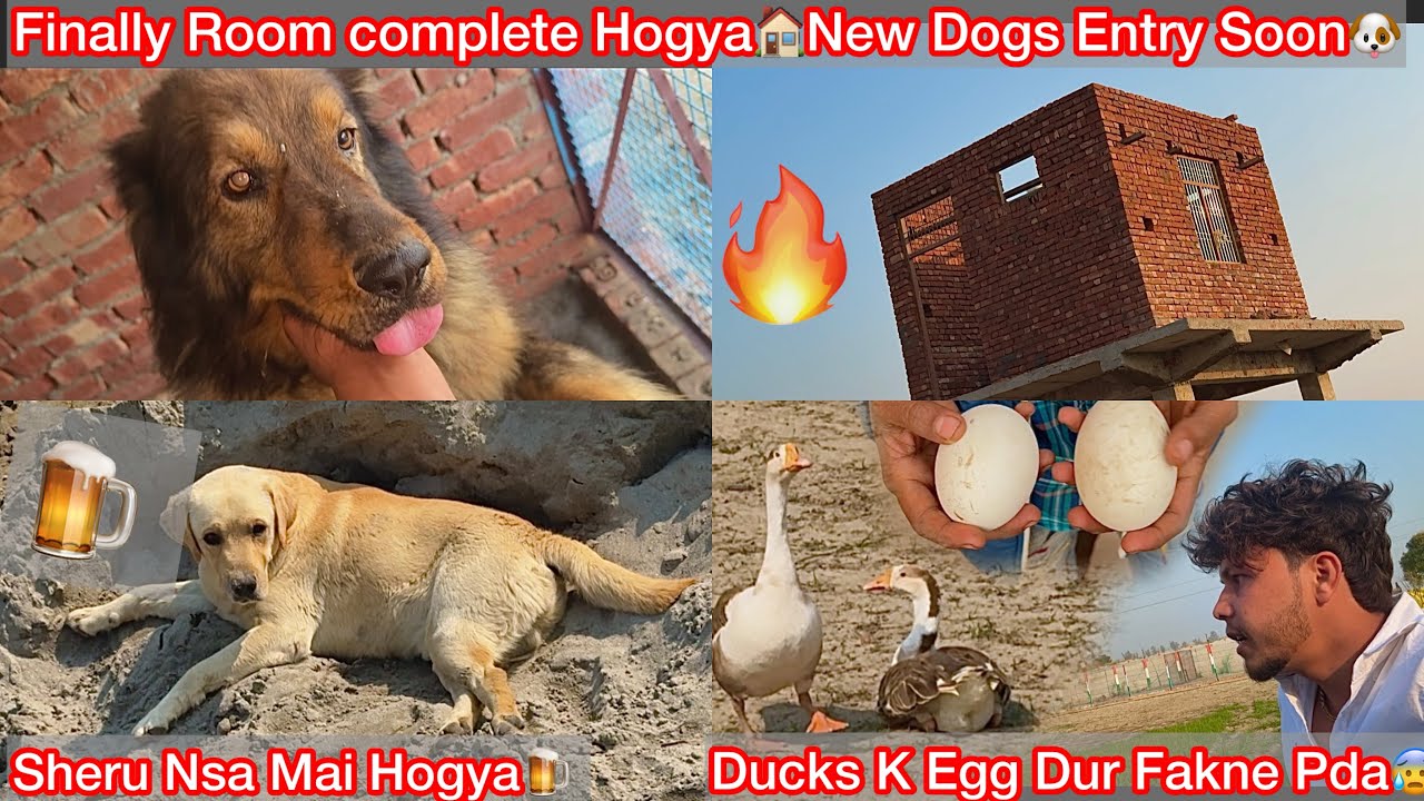Finally Farm Par Apna Room B Ban Gya🏠Complete🔥Sheru Ko Nsa Hogya🍺Big Ducks K Sare Egg Dur Fakne Pda😨