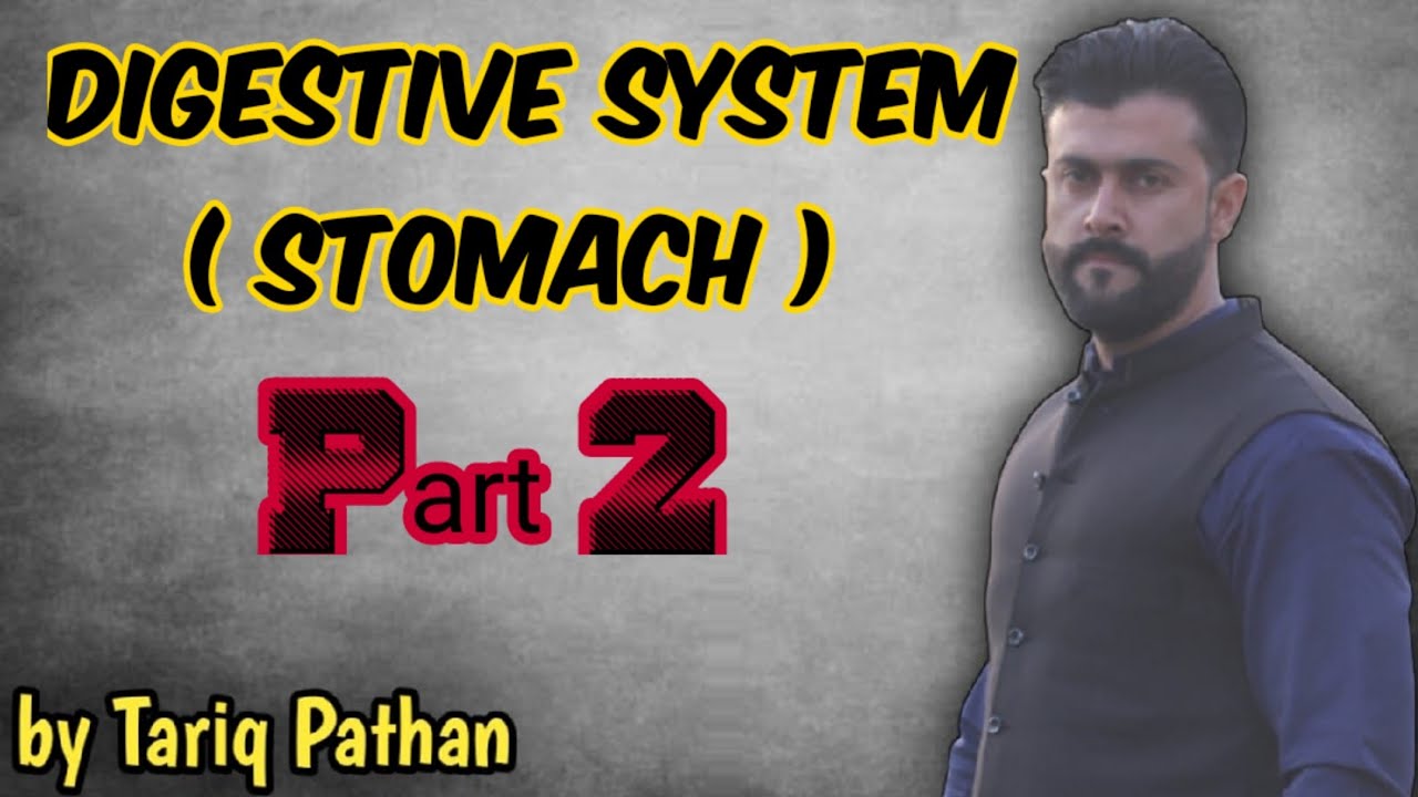 Digestive System - Part 2 ( Stomach ) - Tariq Pathan