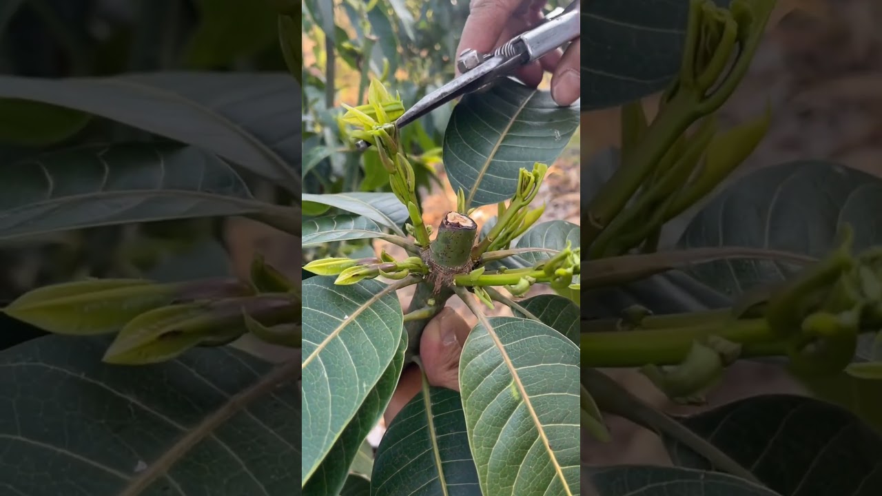 People Think This Destroys Mango Trees &mdash; But It Actually Saves Them!