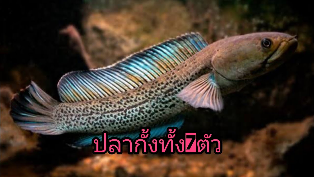 พาชมปลากั้งทั้ง7ตัว#ปลากั้ง#ปลาช่อนส่วยงาม#ช่องคนใต้
