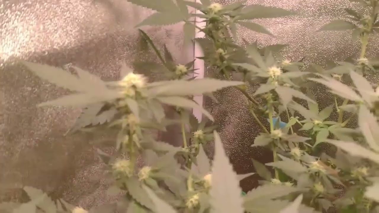 SEGUIMIENTO INDOOR, FLORACION DIA 27 | CAP 4