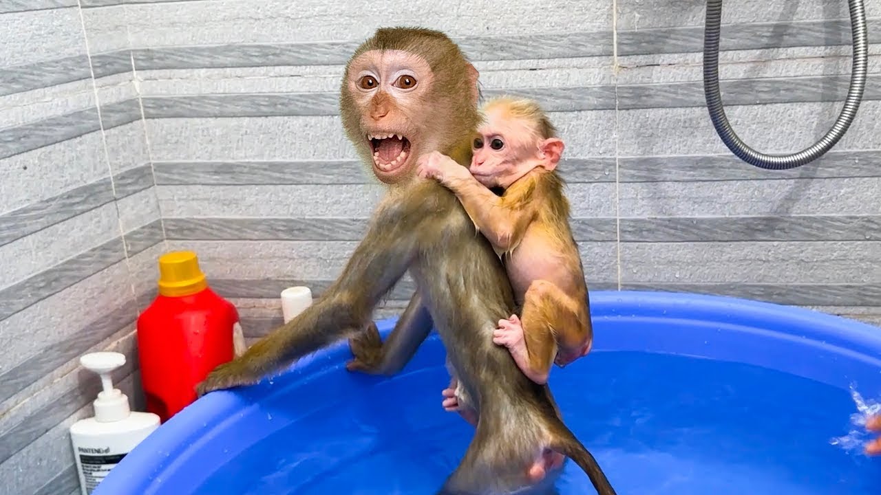 Monkey Kaka and Monkey Mit had fun bathing together