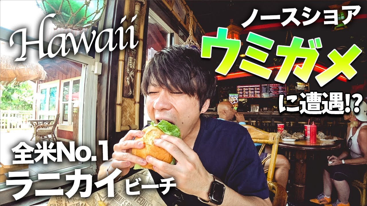 【ハワイ旅行Vlog】野生のウミガメに遭遇！！オアフ島の絶景スポットを一気に回ってきた！