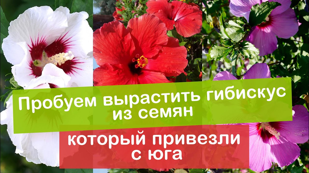 Выращиваем гибискус из семян. Подготавливаем семена гибискуса и грунт для посадки.