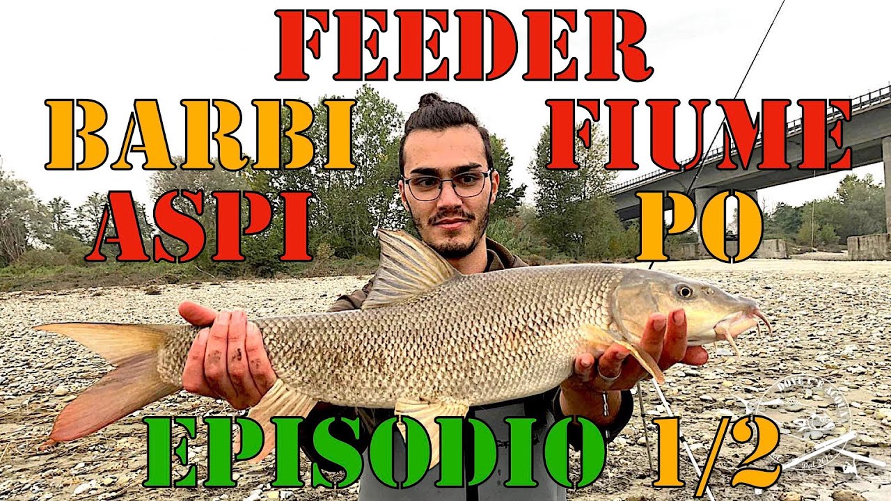 BARBI e ASPI a FEEDER - I GIGANTI del FIUME PO (Episodio 1/2)