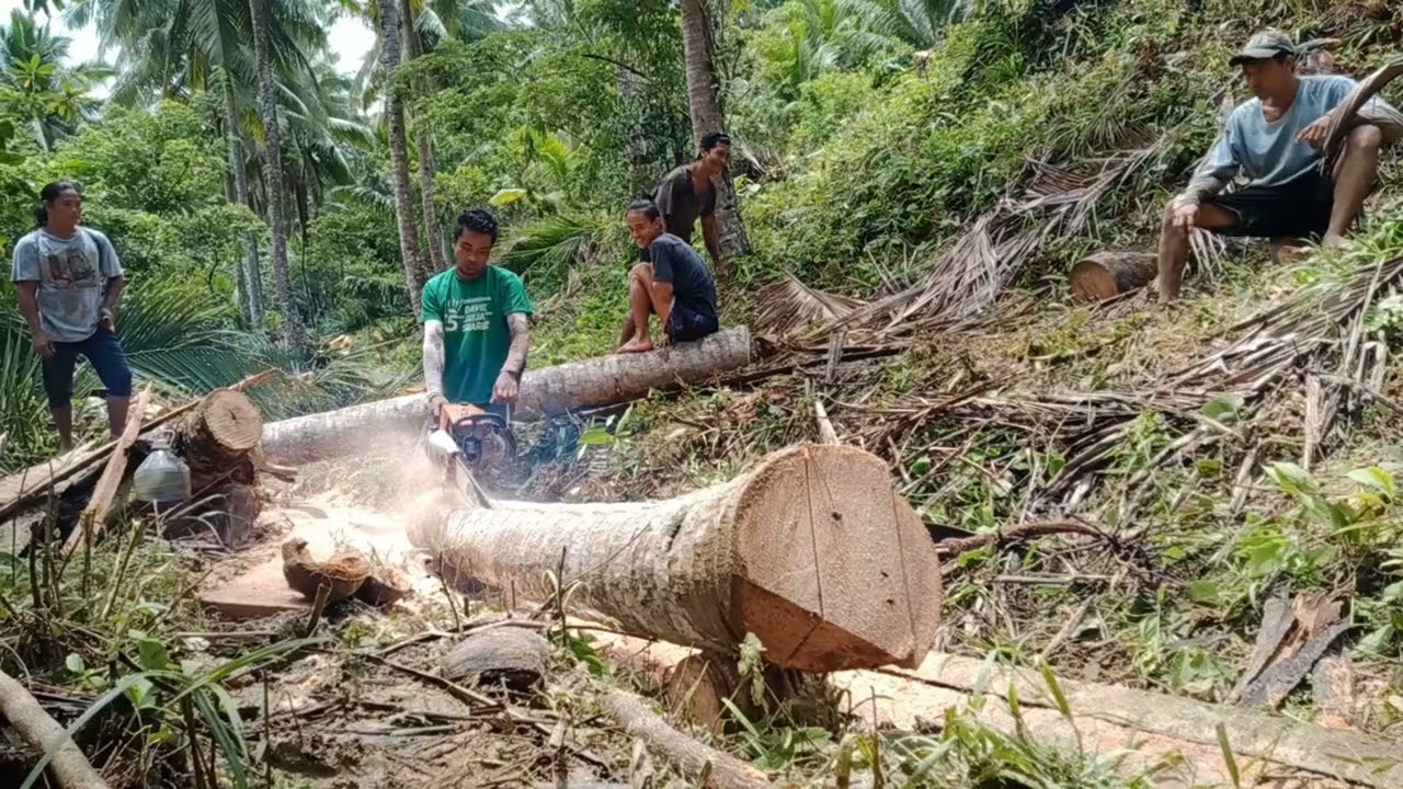 Chainsaw cutting cocolumber fastest way