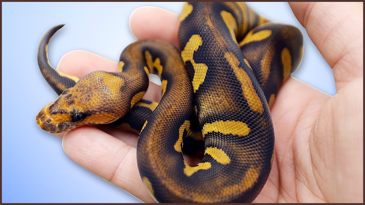 Super Chocolate LEOPARD Clown?!  | #Hetflix 113