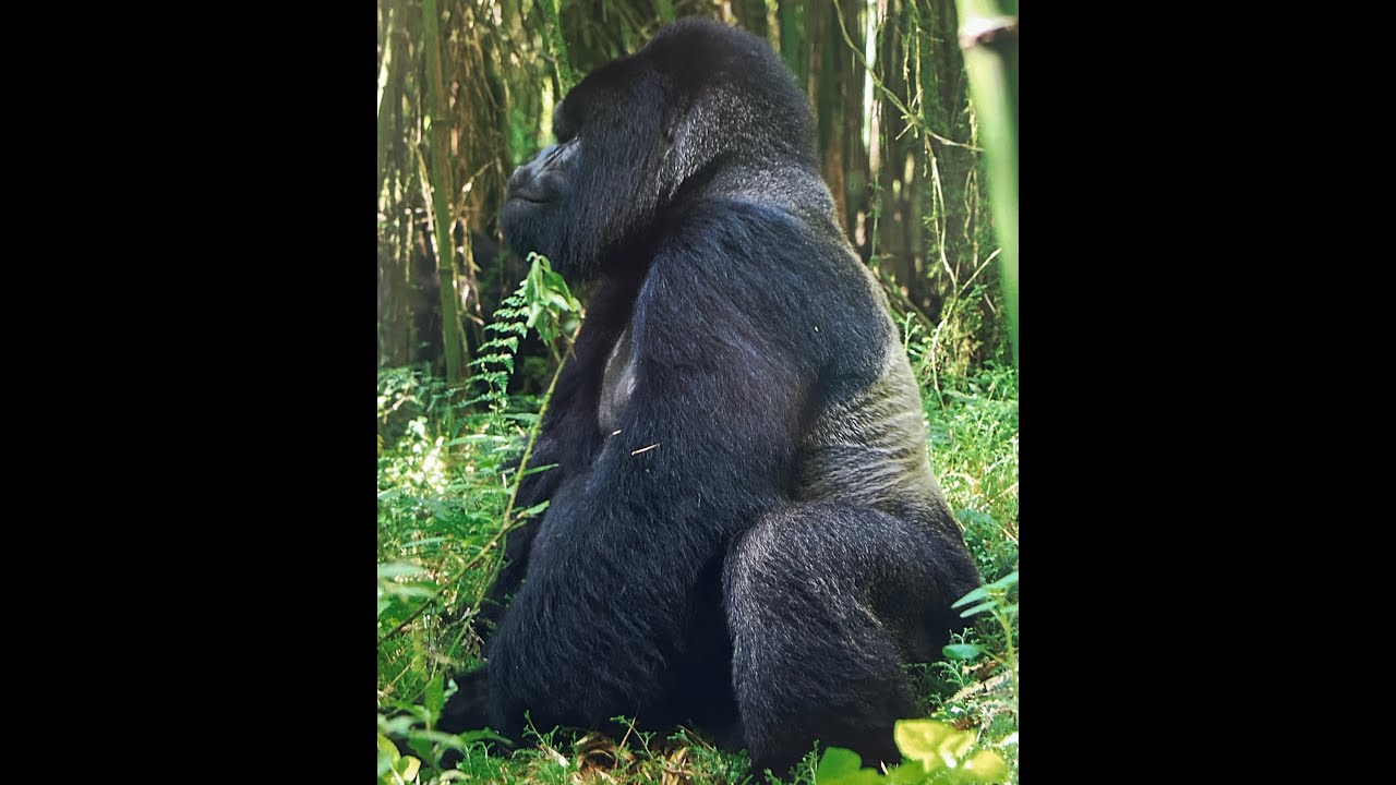 Mountain Gorillas, Rwanda, 2011