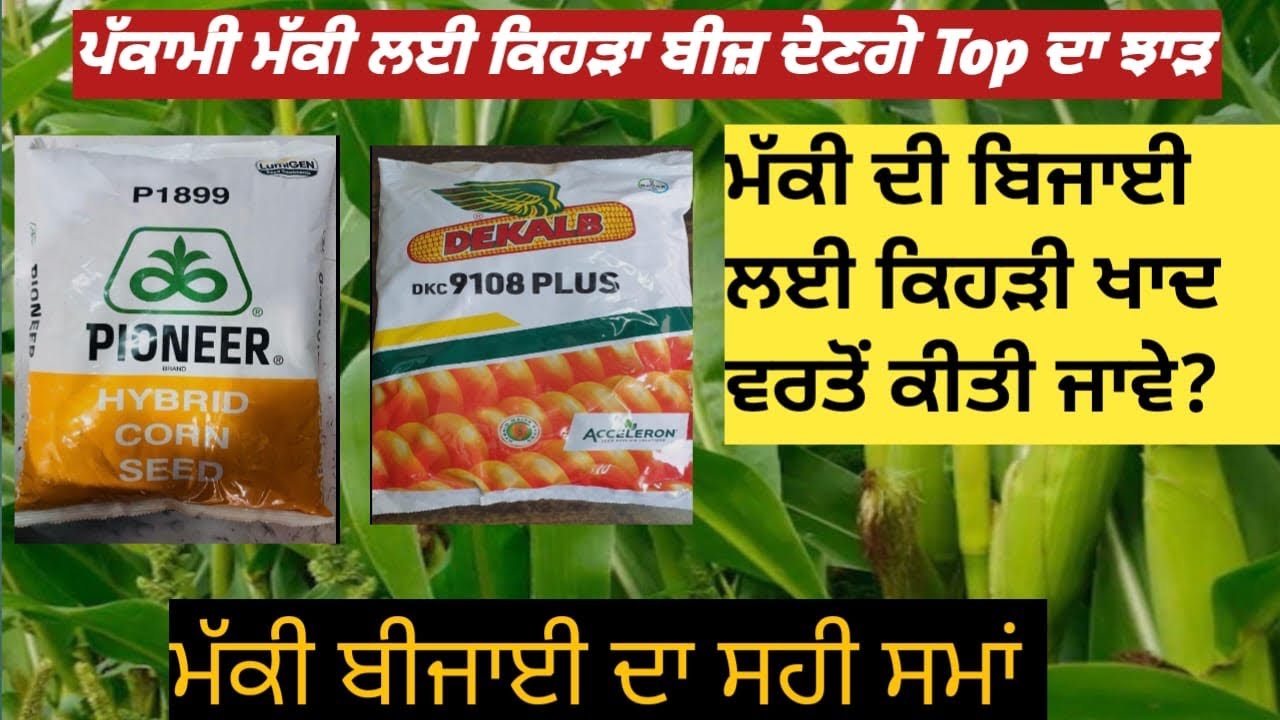 ਮੱਕੀ ਬੀਜਾਈ ਦਾ ਸਹੀ time /🌽ਮੱਕੀ ਨੂੰ ਕਿੰਨੀ ਤੇ ਕਿਹੜੀ ਖਾਦ ਵਰਤੀਏ🌽/1899,1890,9108,9201 makki varities 