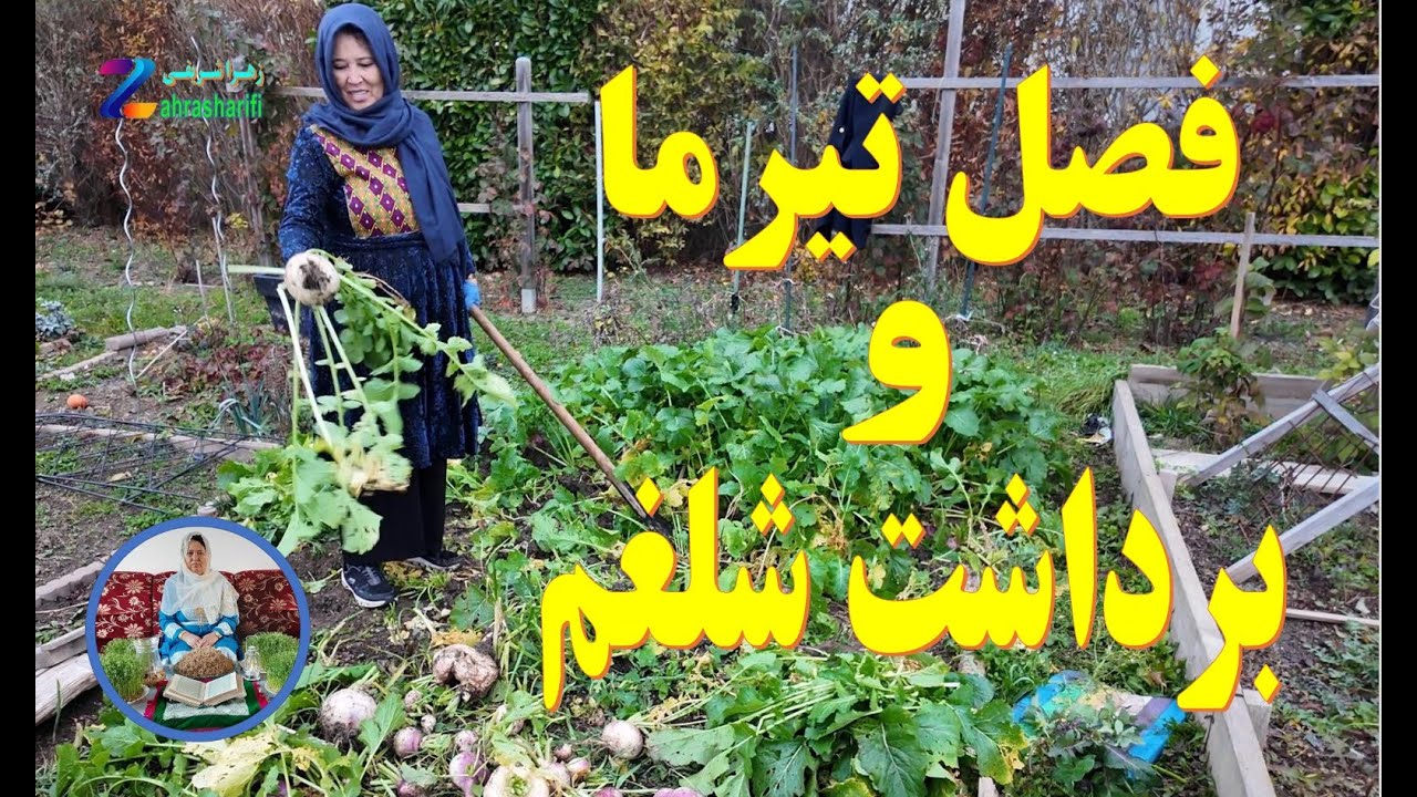 فصـل تیـرمـا و بـرداشت حاصلات شلغـم  ( 26. 11. 2025  )