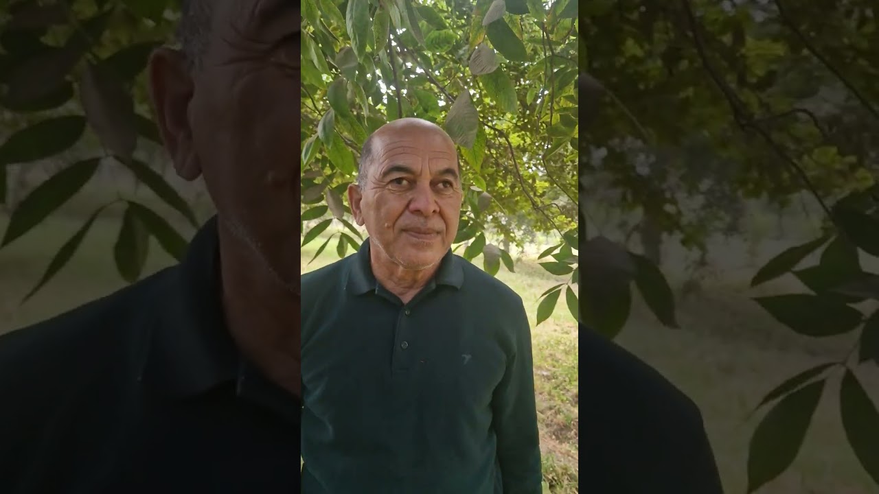 900004489 барои ниҳол занг занед. Боғи чормағзи Пекан.(2)