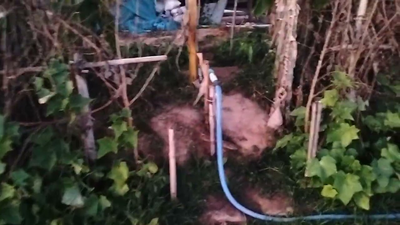 👉มาอัพเดทสวนหลังจากไถเปิดหน้าดิน🧑‍🌾 ไว้ 4-5 เดือน✌️ ผลลัพธ์จะเป็นจั่งได๋🚨