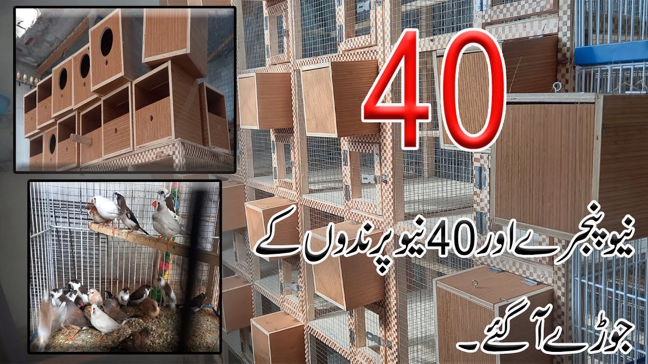 Finches New Cages arrived | Finch Breeding cage size| Gouldian finch breeding box size and type |