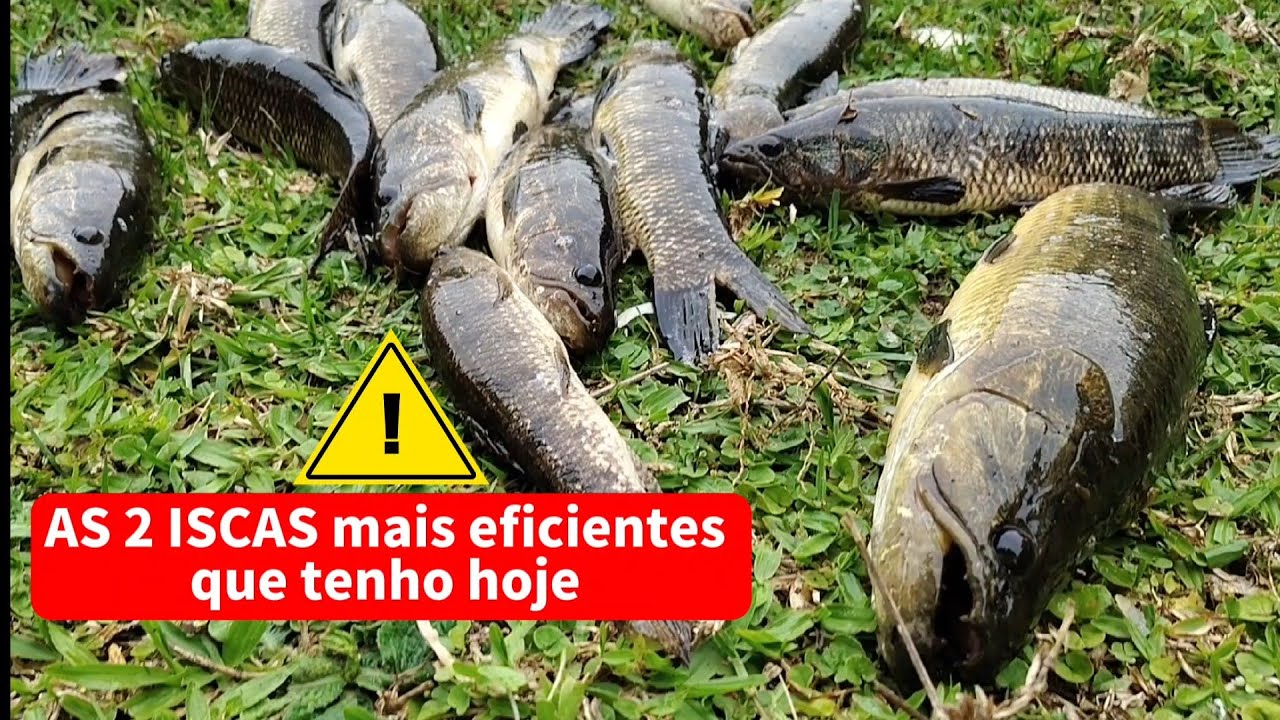 🚨 vídeo 4 da série 🚨minhas 2 iscas de maior eficiência pra pesca de traíra/quase fiquei com 9 dedos😱