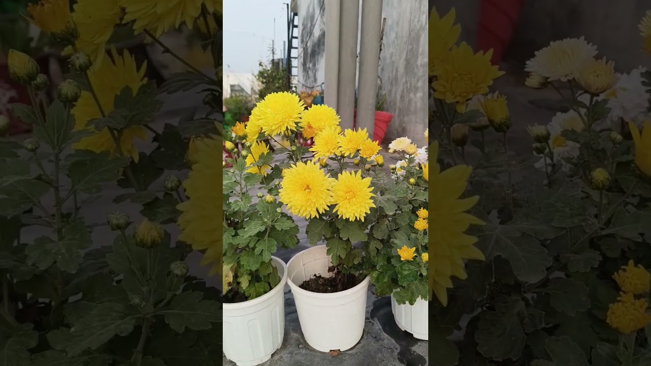 Boolming gudaudi # winter flowers tips for heavy bloom 