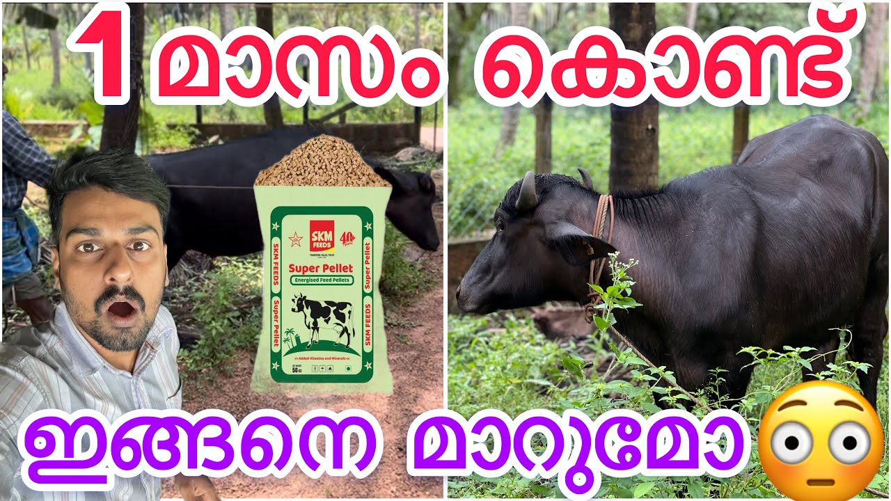 ഒരുമാസം കൊണ്ട് ഇങ്ങനെ പോത്ത് മാറുമോ 😳😳