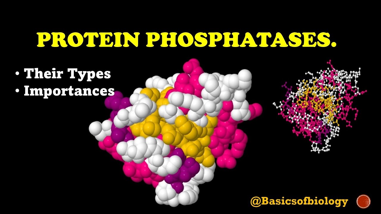 Protein phosphatases and their importance.