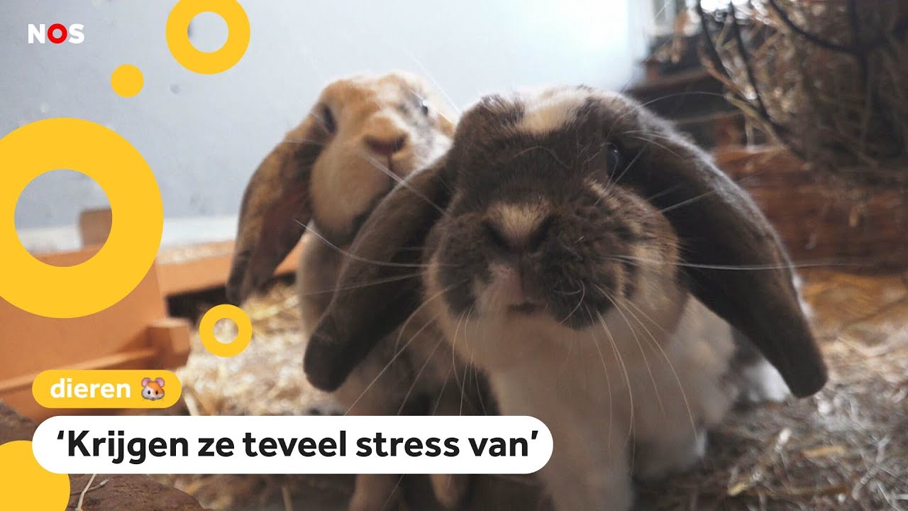 Op deze kinderboerderij mag je geen dieren aaien