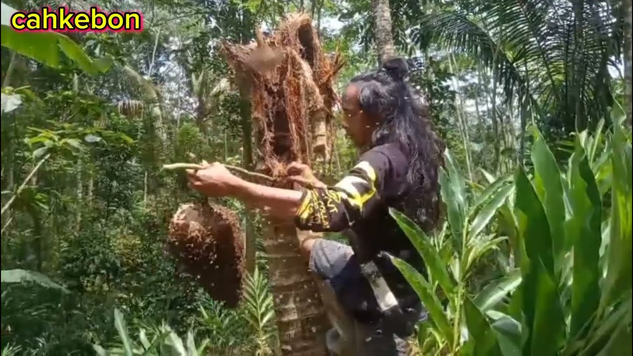 Baru kali ini nemu lebah luar biasa super