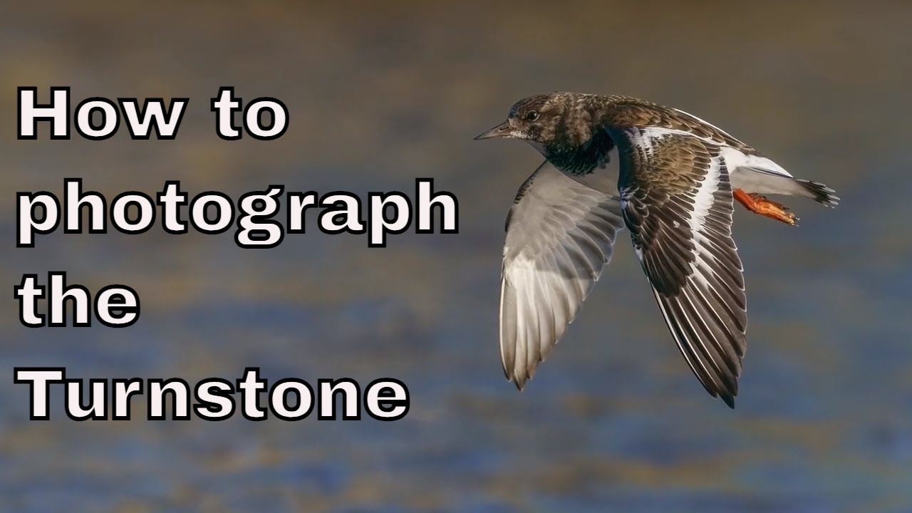 How to photograph the Turnstone wading bird by 