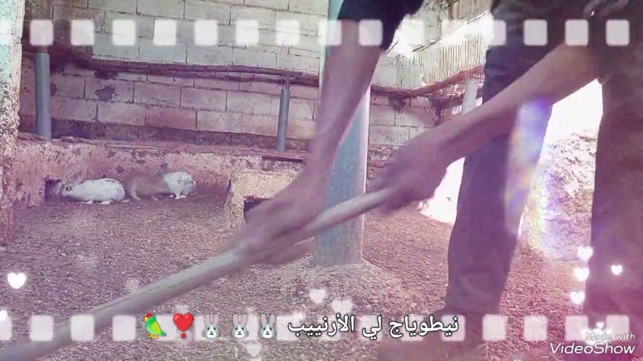 احسن أكل طبيعي 🐰 نطوياج 🦜👍