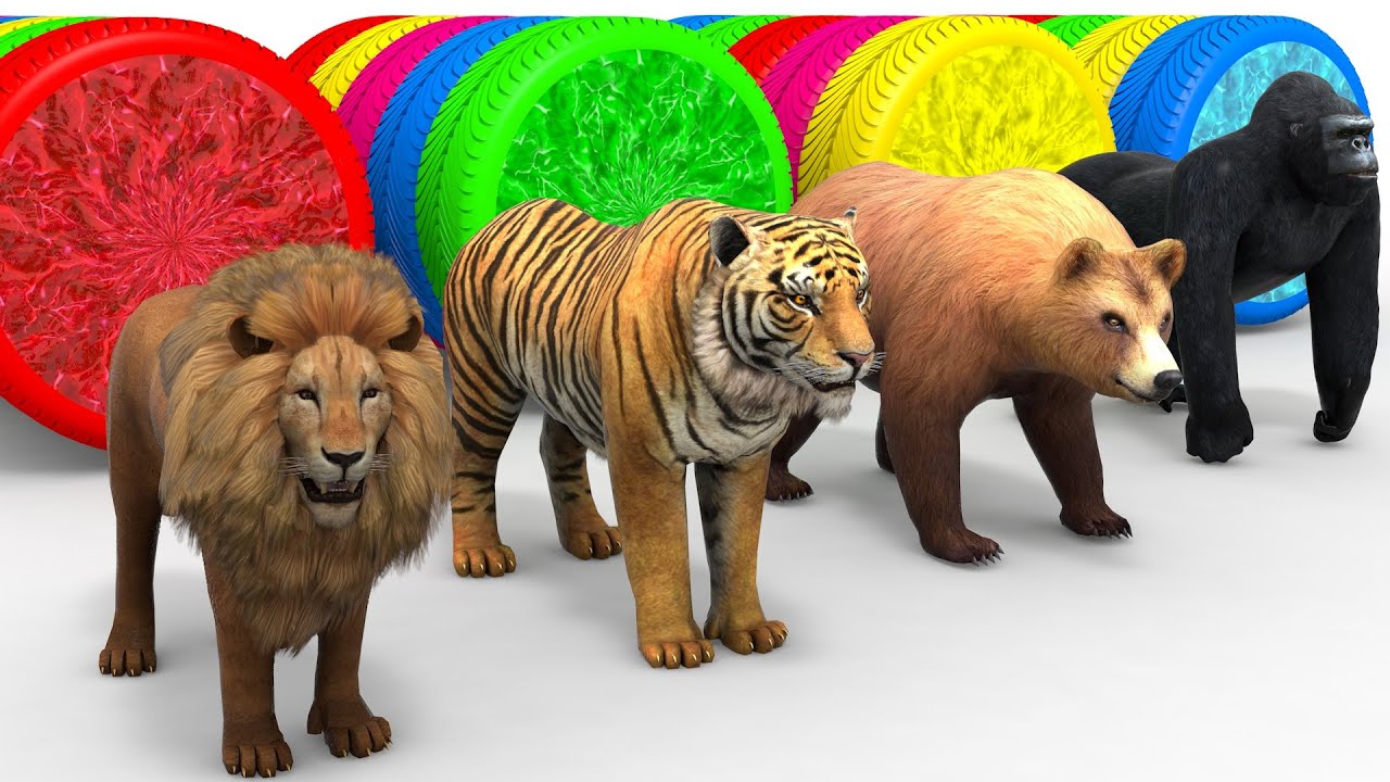 Colorful Lion, Tiger, Bear, Gorilla & More | Learn Colors with Animals!