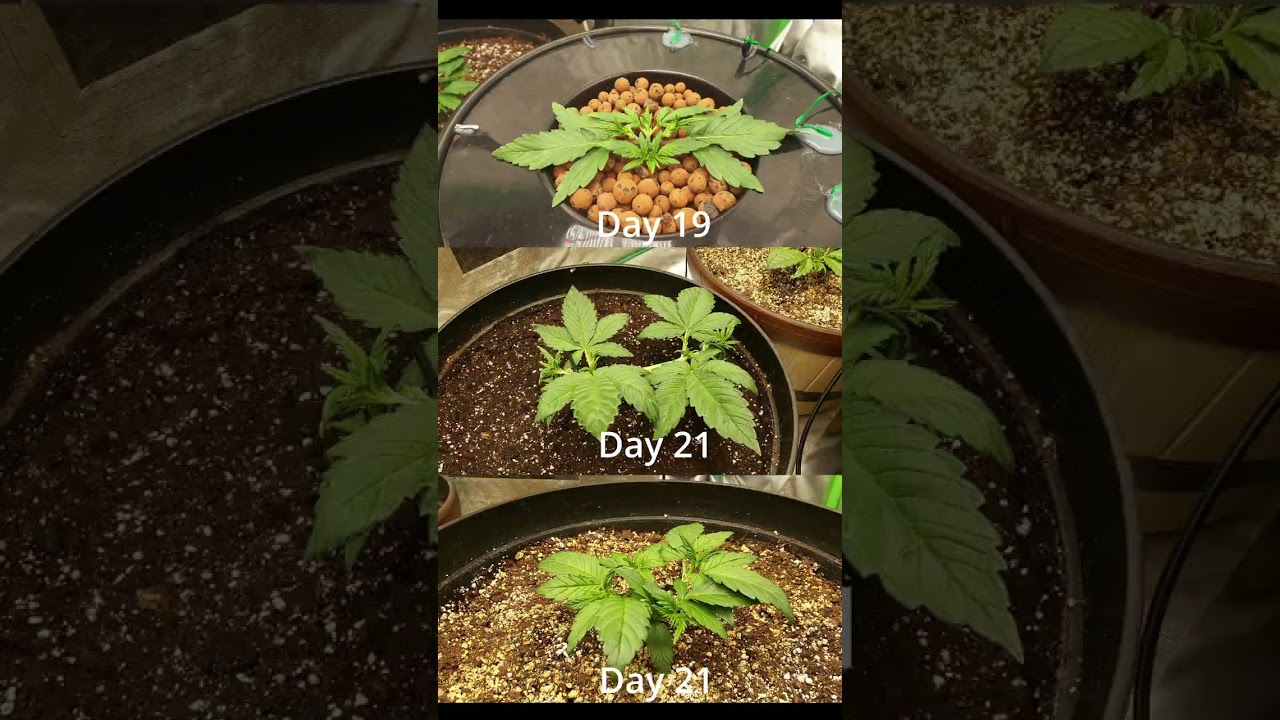 Fastbuds Autoflowers Timelapse Week 2-3