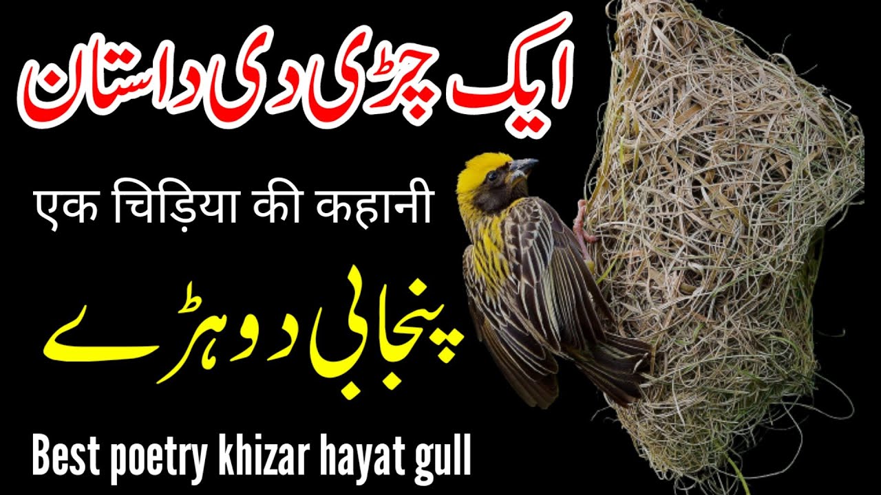 Aik chiri di dastan Punjabi Dohray Khizar hayat gull