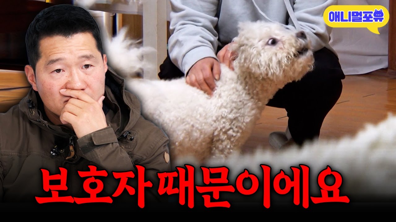 '동네 건달이네요' 모든 사람에게 시비 걸고 다니는 건달견.. 강형욱의 솔루션은?ㅣKBS 개는 훌륭하다 240311 방송
