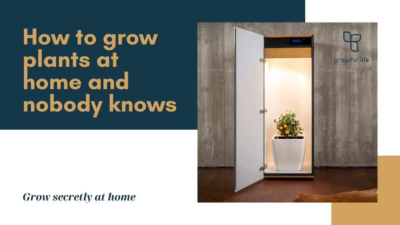 How to grow plants at home & nobody knows - Grow secretly with a grow cabinet         [growfor.life]