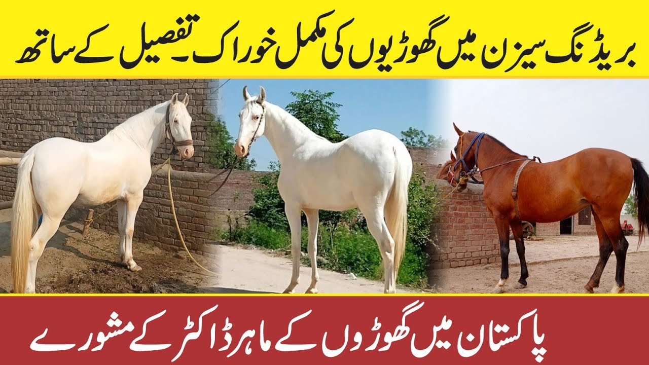 Most Helpful And Best Feed for Horses And Mare's in Pakistan
