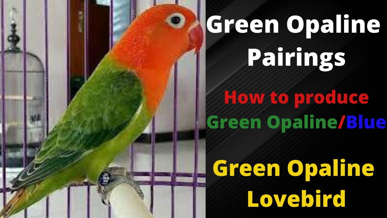 Green Opaline Split Blue | Green Opaline Pairings | Green Opaline Lovebirds | HWI Aviary