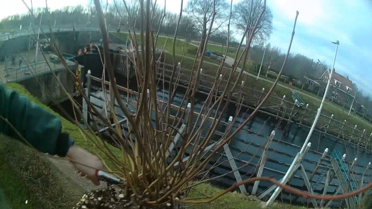 Groenvoorziening: linde snoeien in de hoogwerker