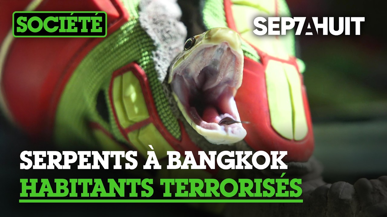 Bangkok : l’invasion des serpents | Sept à Huit