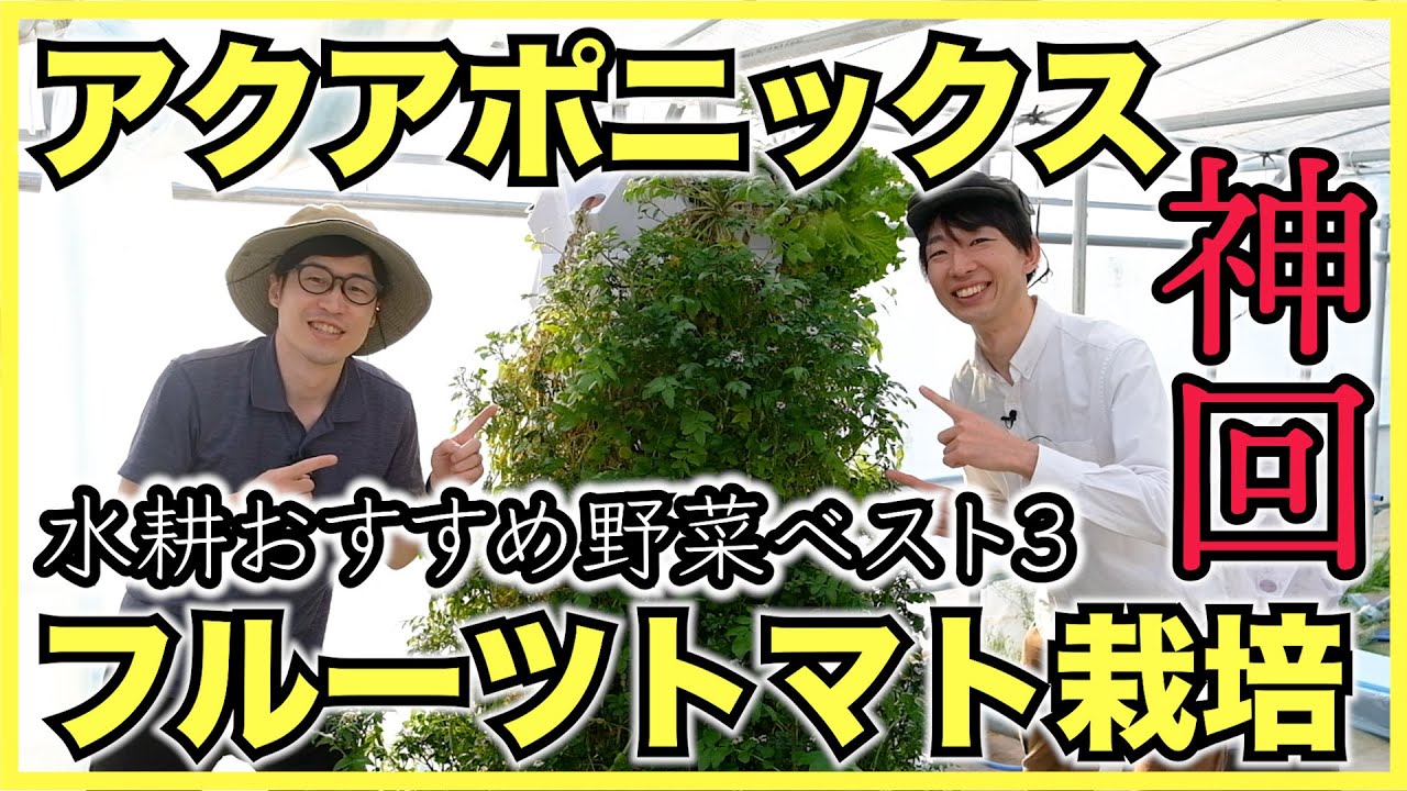 【神回】悠々ファームで水耕栽培のレタスの育て方や有機水耕アクアポニックス, フルーツトマト, モミガライトなどたっぷり見てきた【2022年ver.】