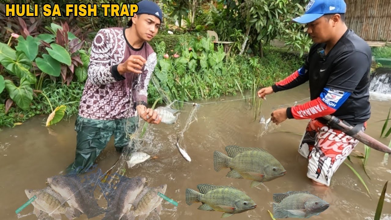 HARVEST NG TILAPIA SA TABI NG KUBO SA PALAISDAAN 