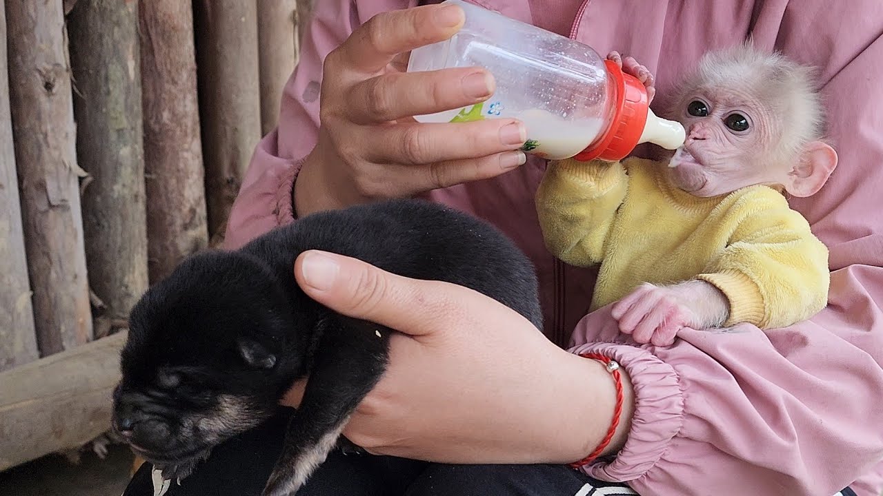 Обезьянка Бубу учится пить молоко со щенками, Заботьтесь о брошенных щенках