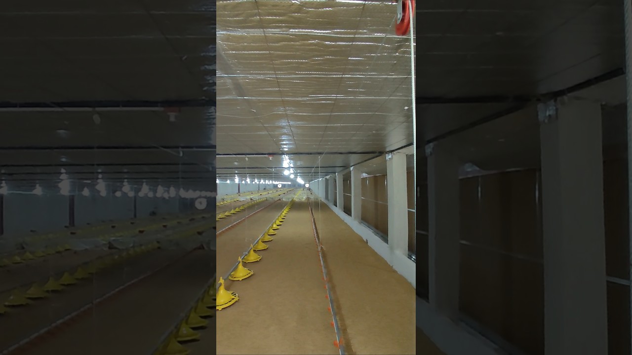 Ready to use EC Poultry Farm || EC Shed || Broiler Farm || Cost of construction
