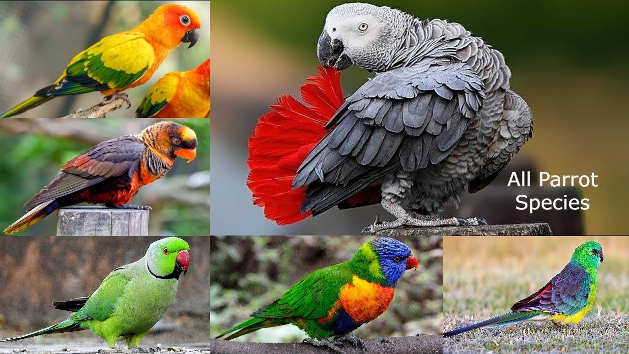 All Parrot Species In The World types of parrots