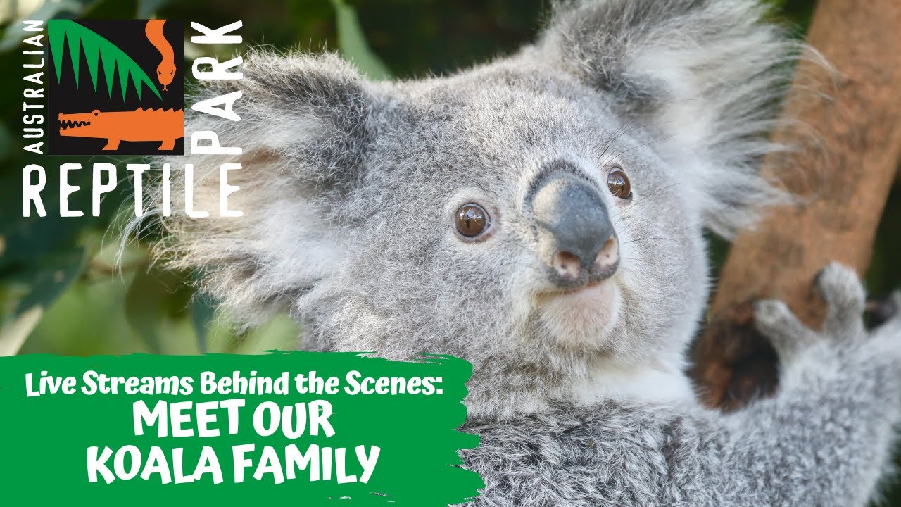 MEET OUR KOALAS! (LIVE FOOTAGE) | AUSTRALIAN REPTILE PARK