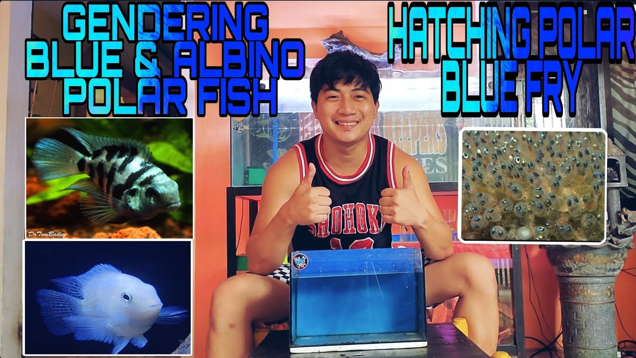 GENDER OF BLUE & ALBINO POLAR  HATCHING BLUE POLAR FRY 💯💯