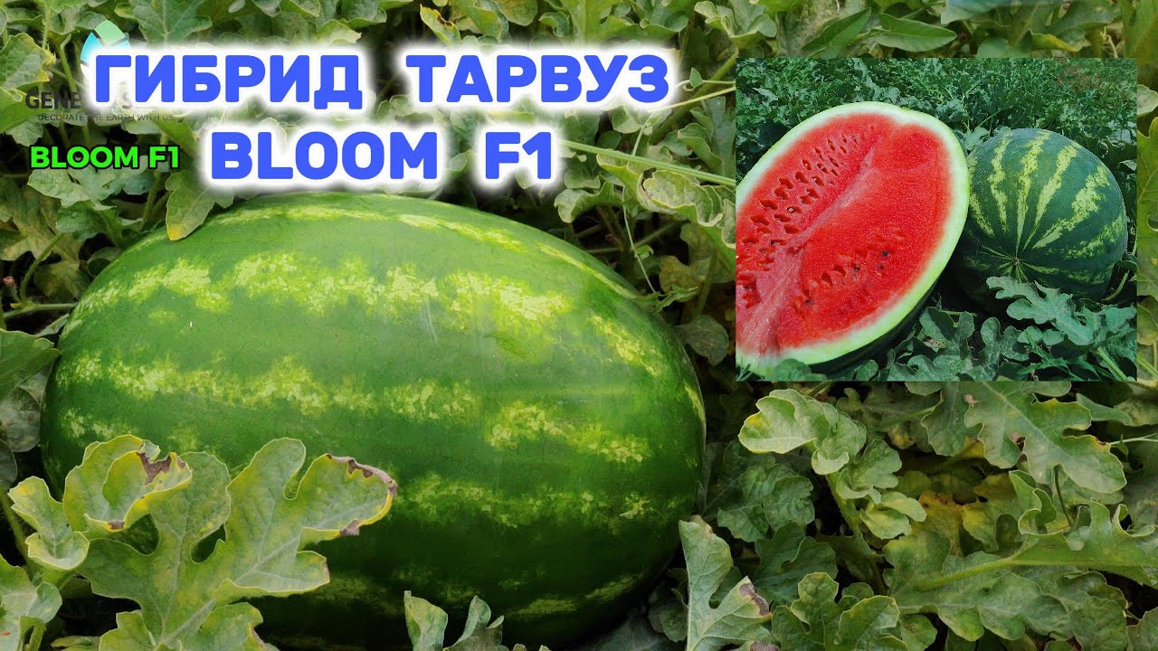 BLOOM F1 Gibrid Tarvuz +998 99 888-97-77