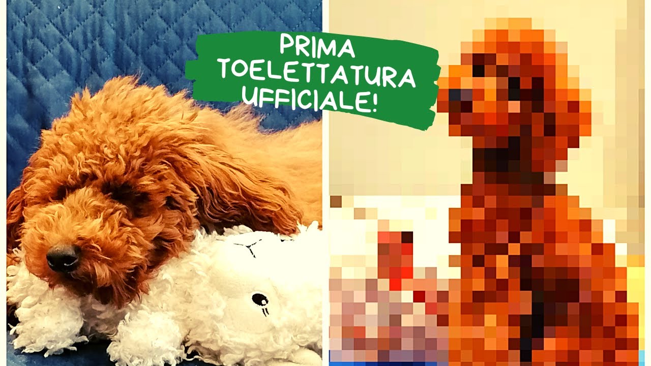 TAGLIO ASIANSTYLE BARBONCINO NANO! LA PRIMA VERA TOELETTATURA PER RUMBA, INCREDIBILE PRIMA E DOPO!