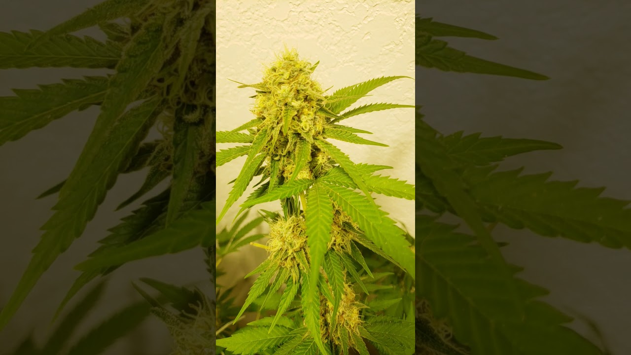 bubblelicious by nirvana seeds