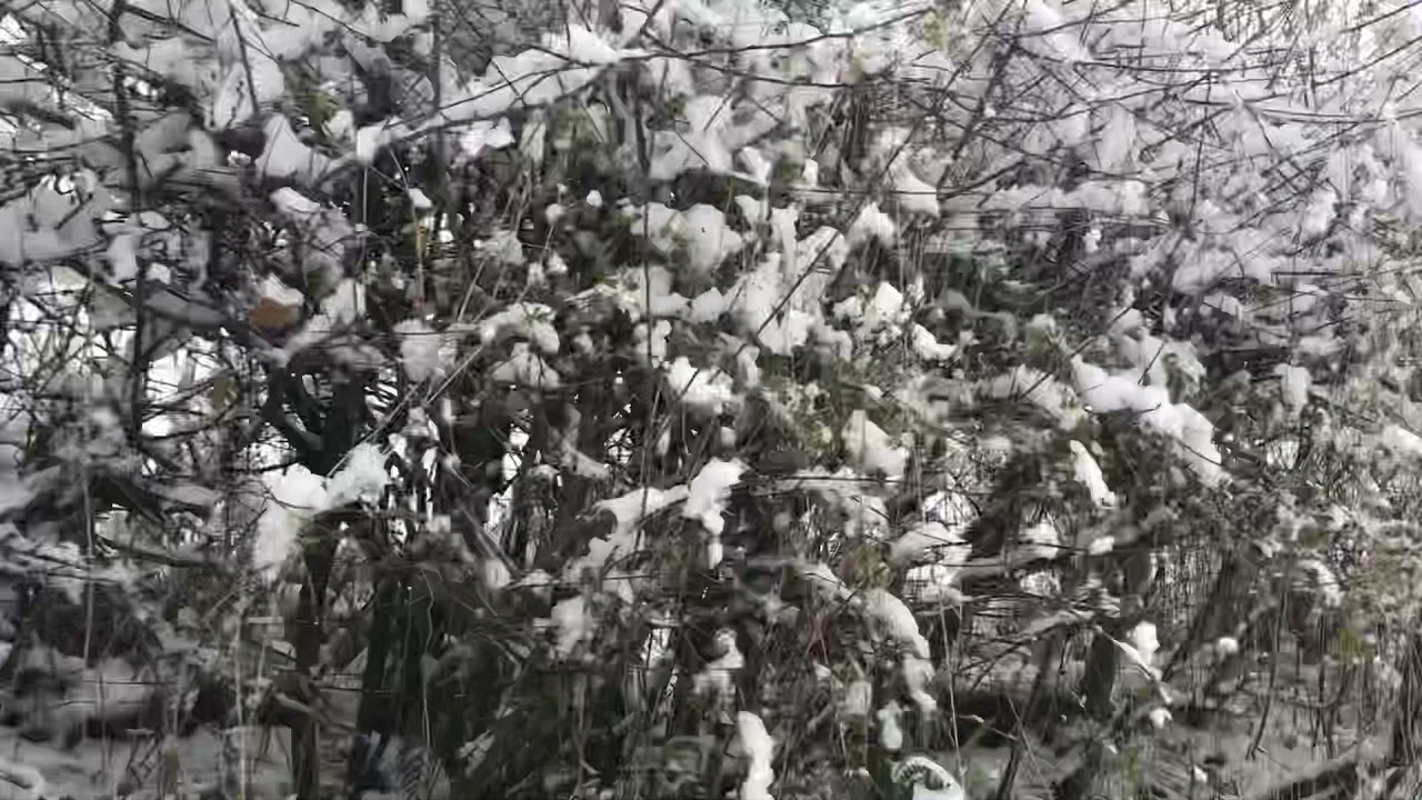 How to find Blackthorn to harvest for Shillelaghs